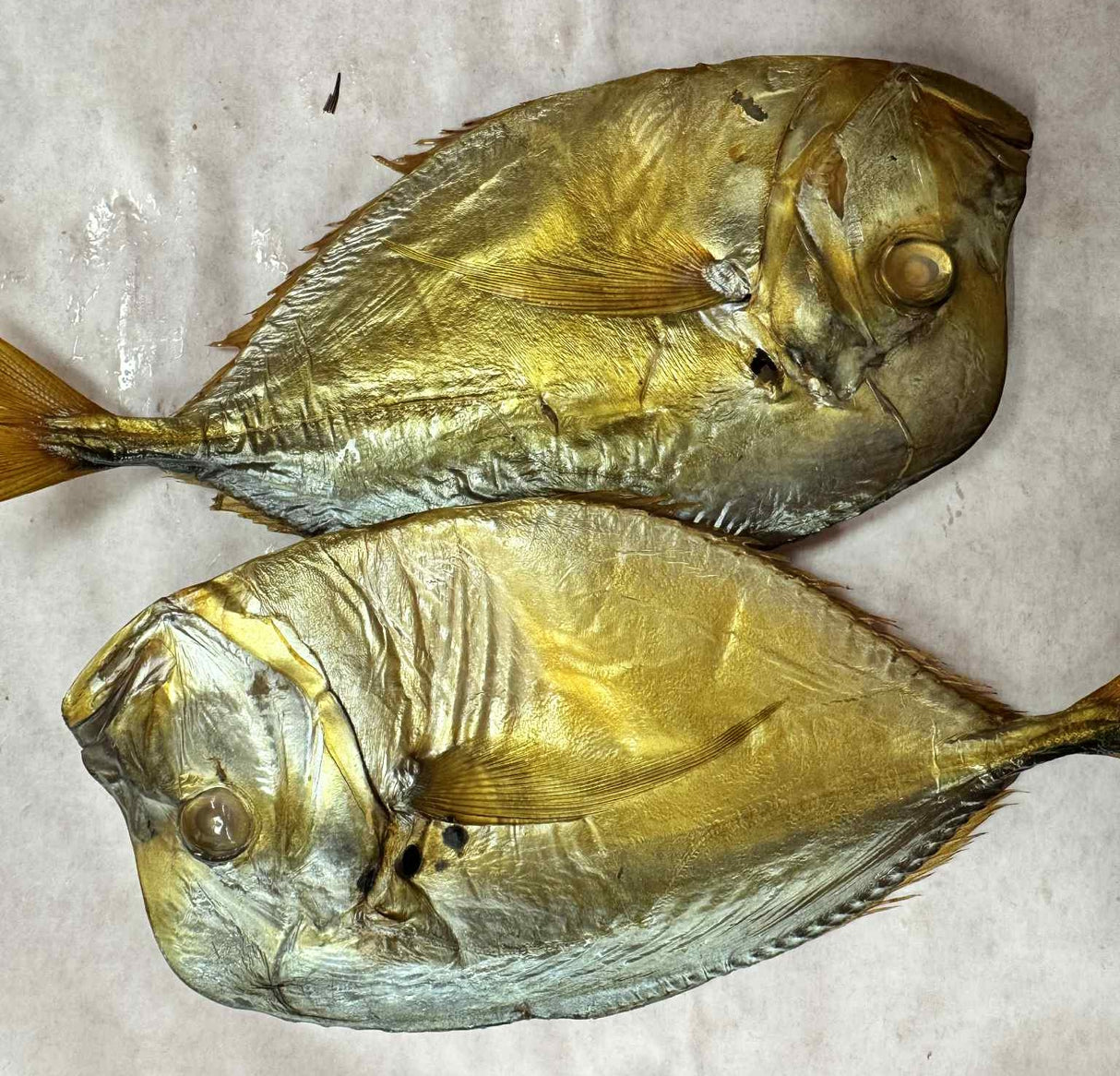 VOMER SAU MOONFISH AFUMAT LA RECE
