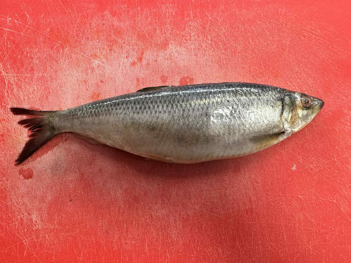SELYODKA per KG