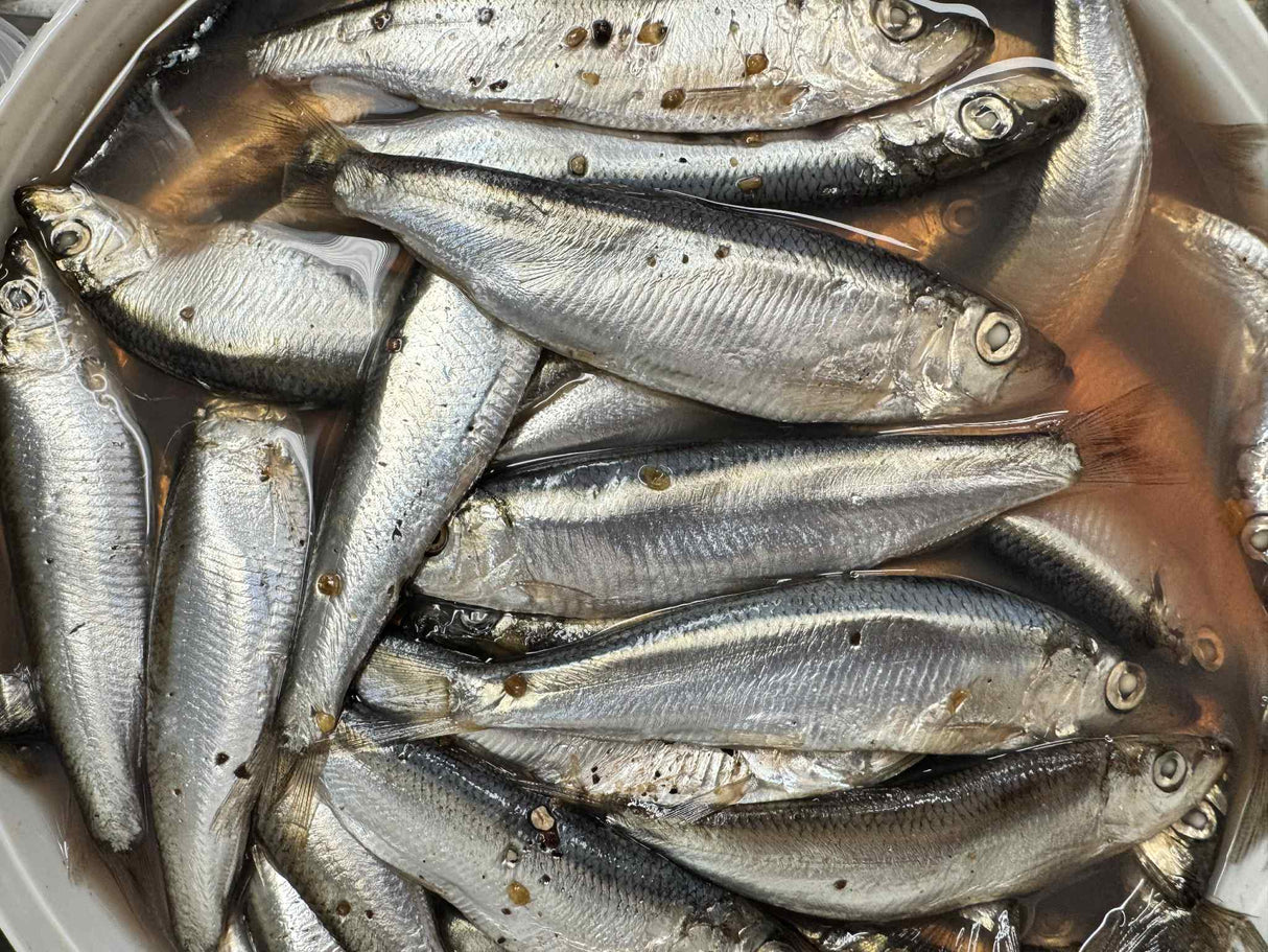 SORETI - CHEFAL per 500g